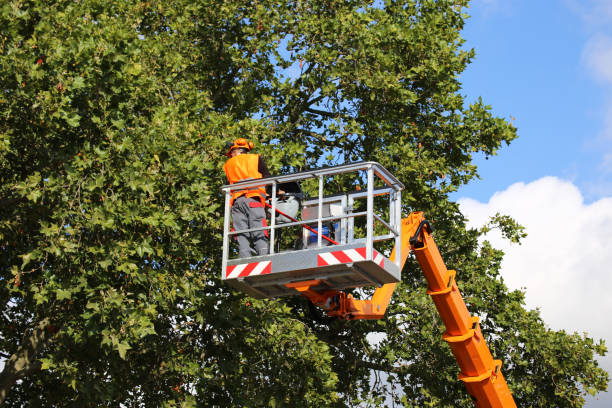 How Our Tree Care Process Works  in Mount Pocono, PA